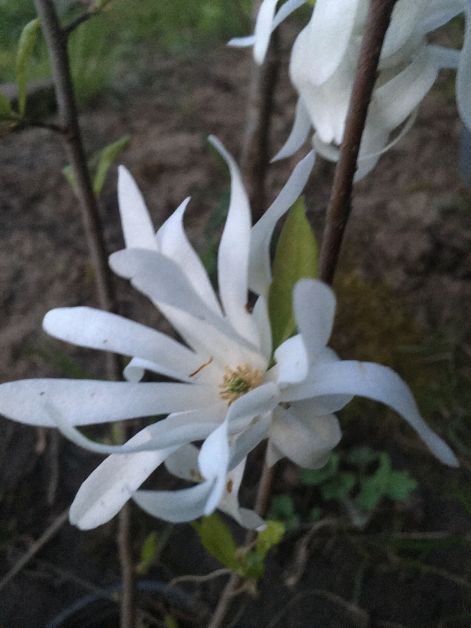 Csillag magnólia (Magnolia Stelara)